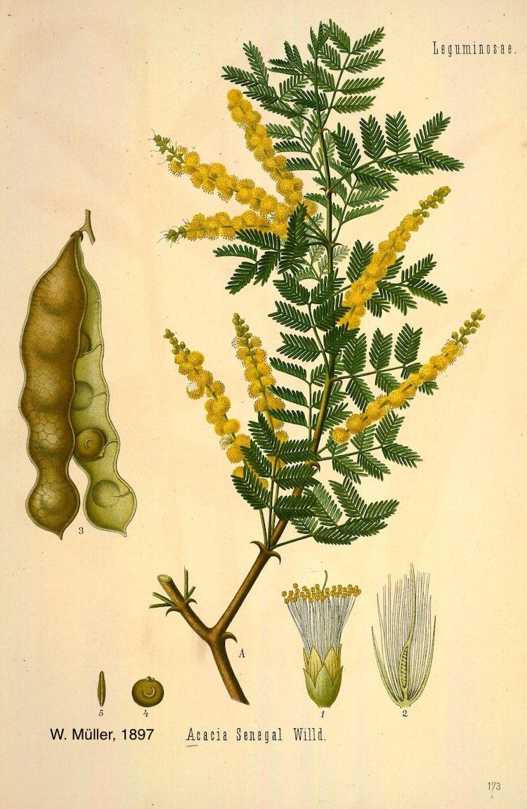 acacia