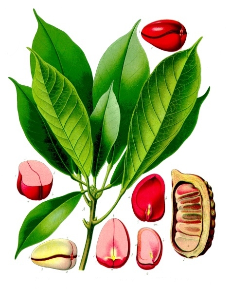 cola sterculia acuminata 